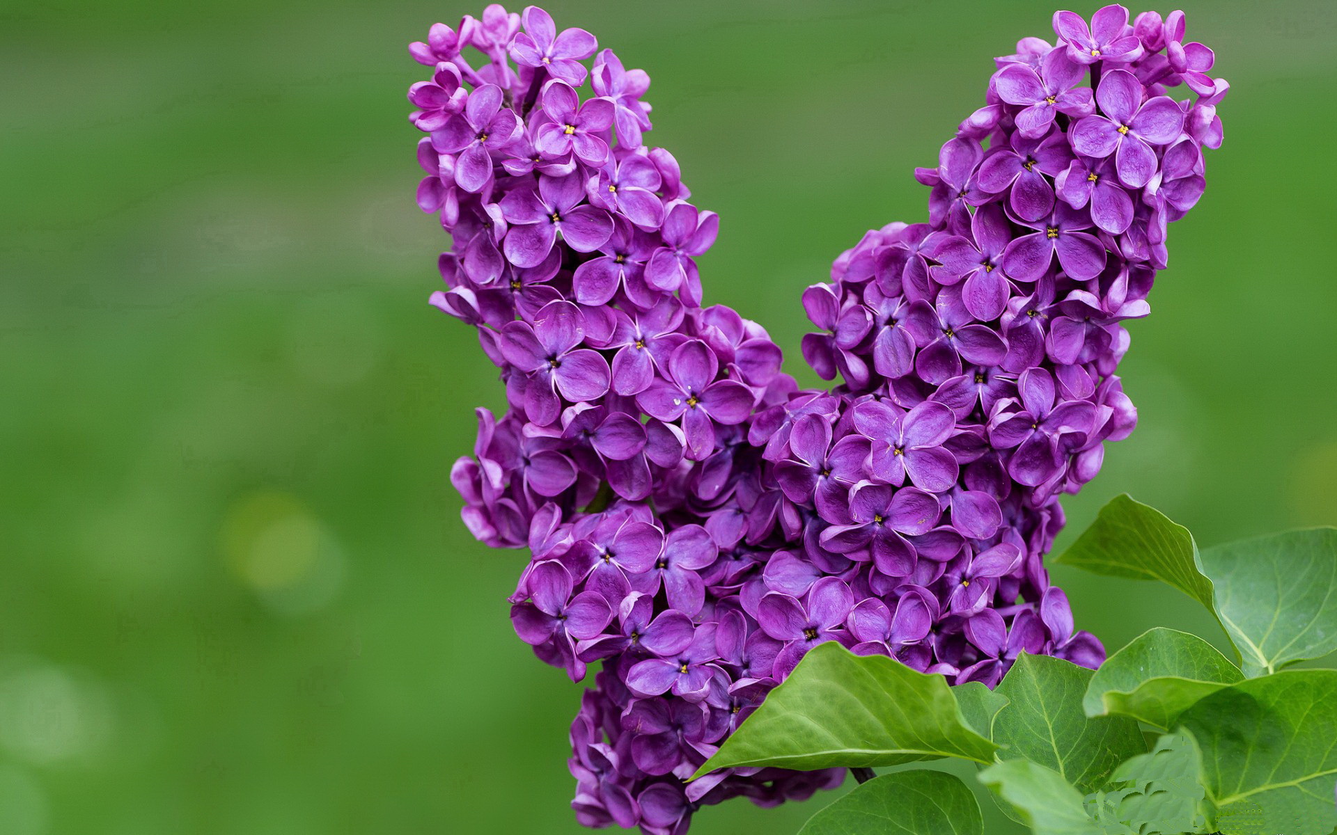 爱游戏官网-双星激荡，李梓嘉的烈焰与丹麦的风暴