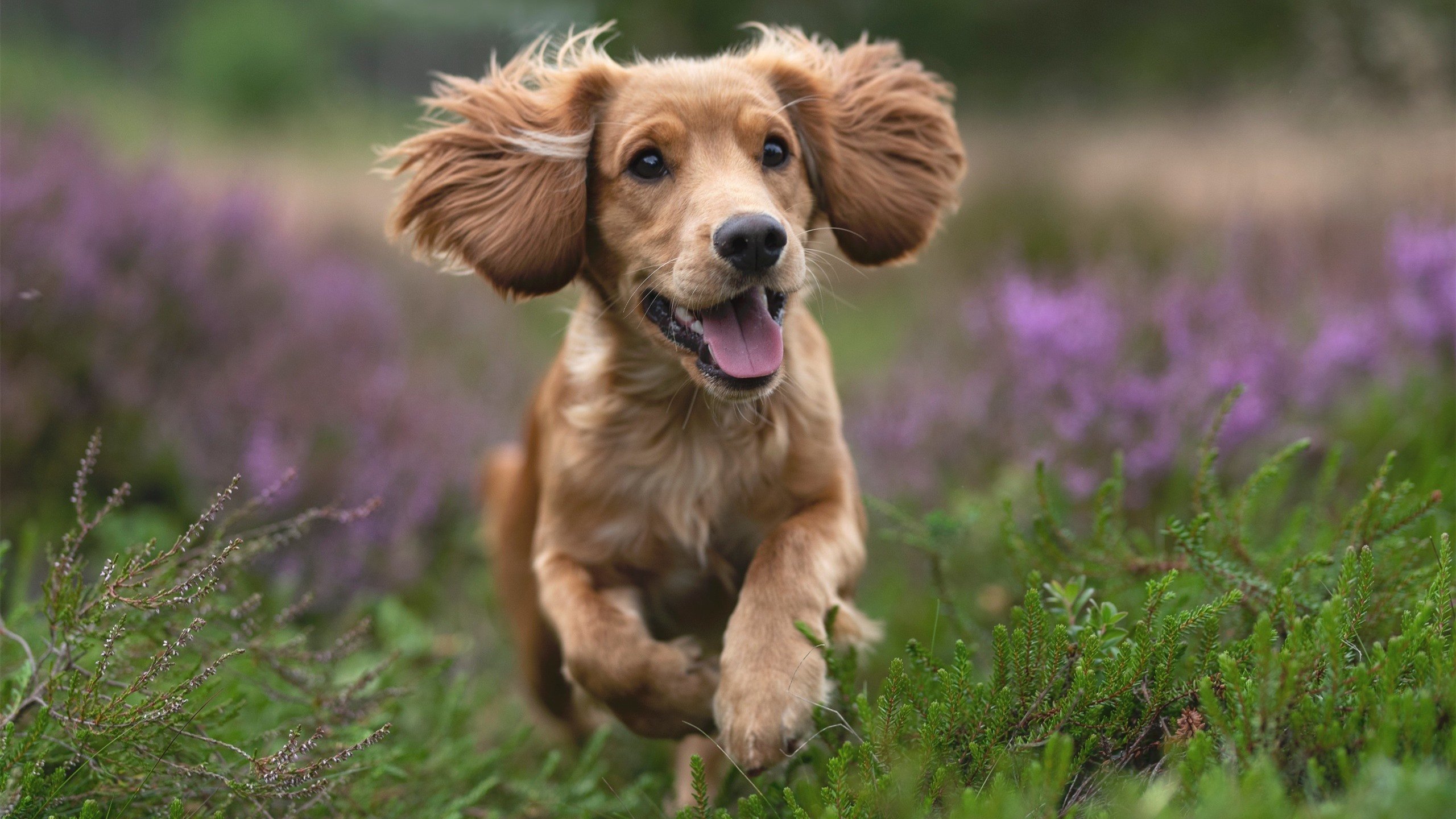 爱游戏娱乐-将军的咆哮，法国队倚安赛龙高光时刻，力克韩国队展团队新章