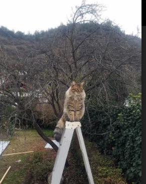 当智利轻取荷兰，历史性胜利与福登的纪录之夜—足球如何重写不可能