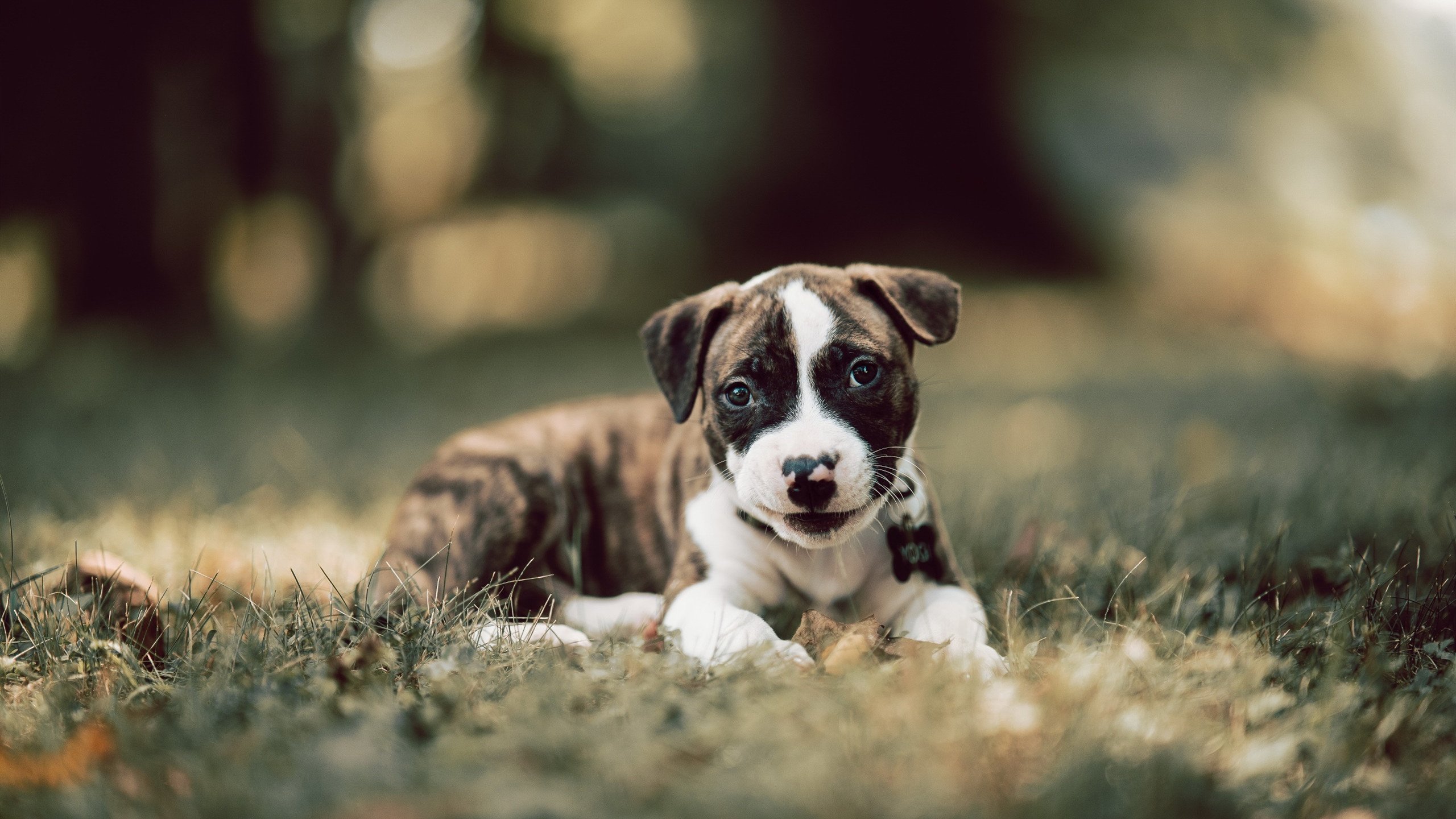 爱游戏tv-天外飞仙，蒂亚戈的魔法与皇马逆袭美国商业帝国的白色旗帜