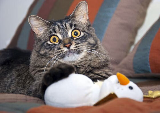 绝境中的银箭，诺里斯雨战神来之笔，梅赛德斯史诗逆转威廉姆斯