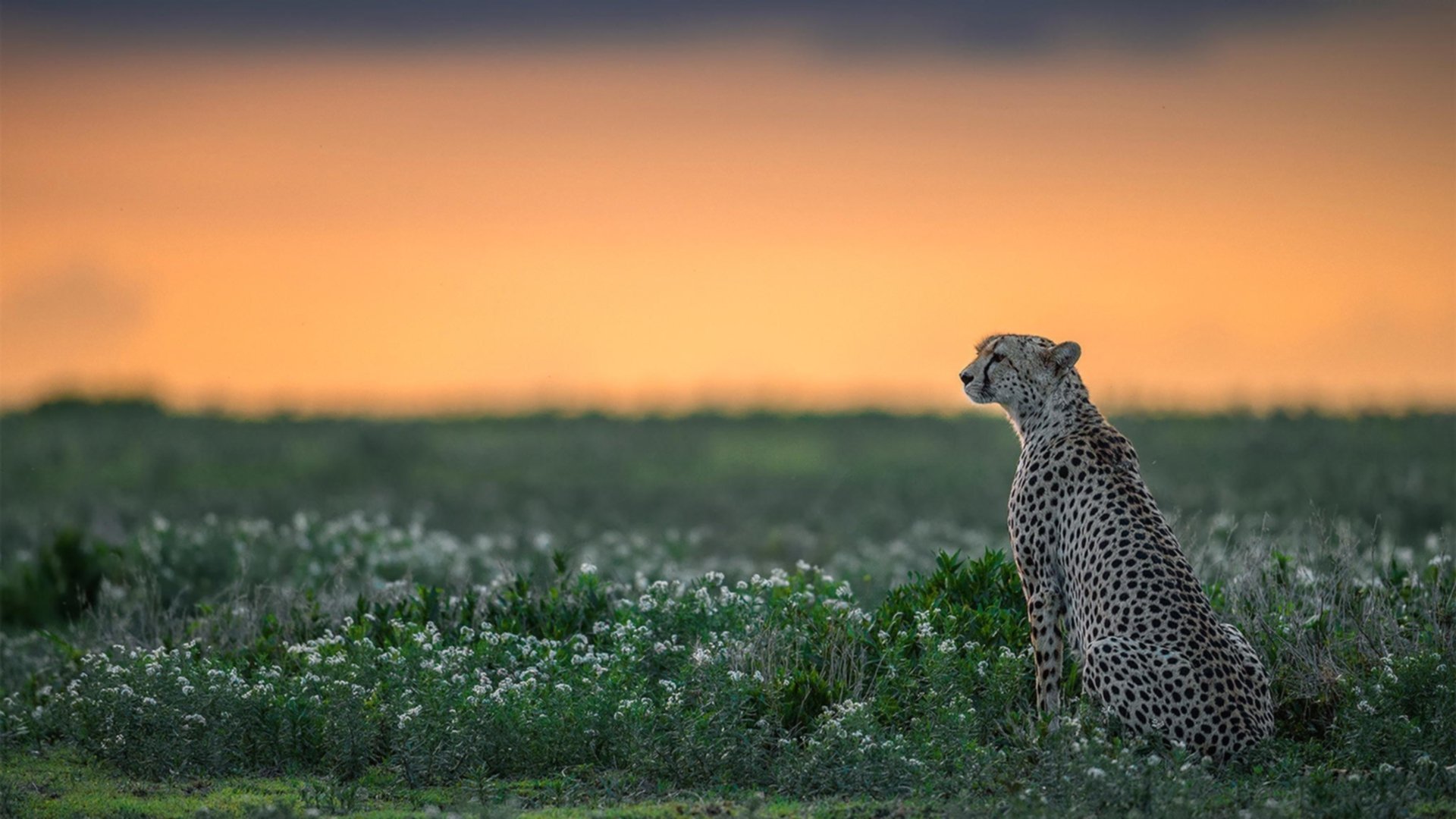 疾风与烈火的对话，迈凯伦轻取法拉利，塞恩斯高光背后的团队艺术