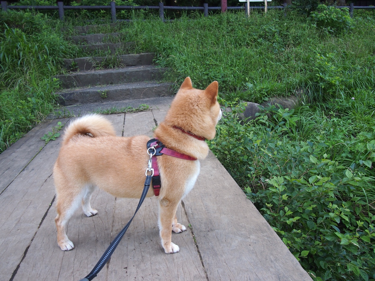 爱游戏-格纳布里双人包夹下的绝杀，闪电撕裂斗牛士之墙，日耳曼战车奏响坚韧序曲