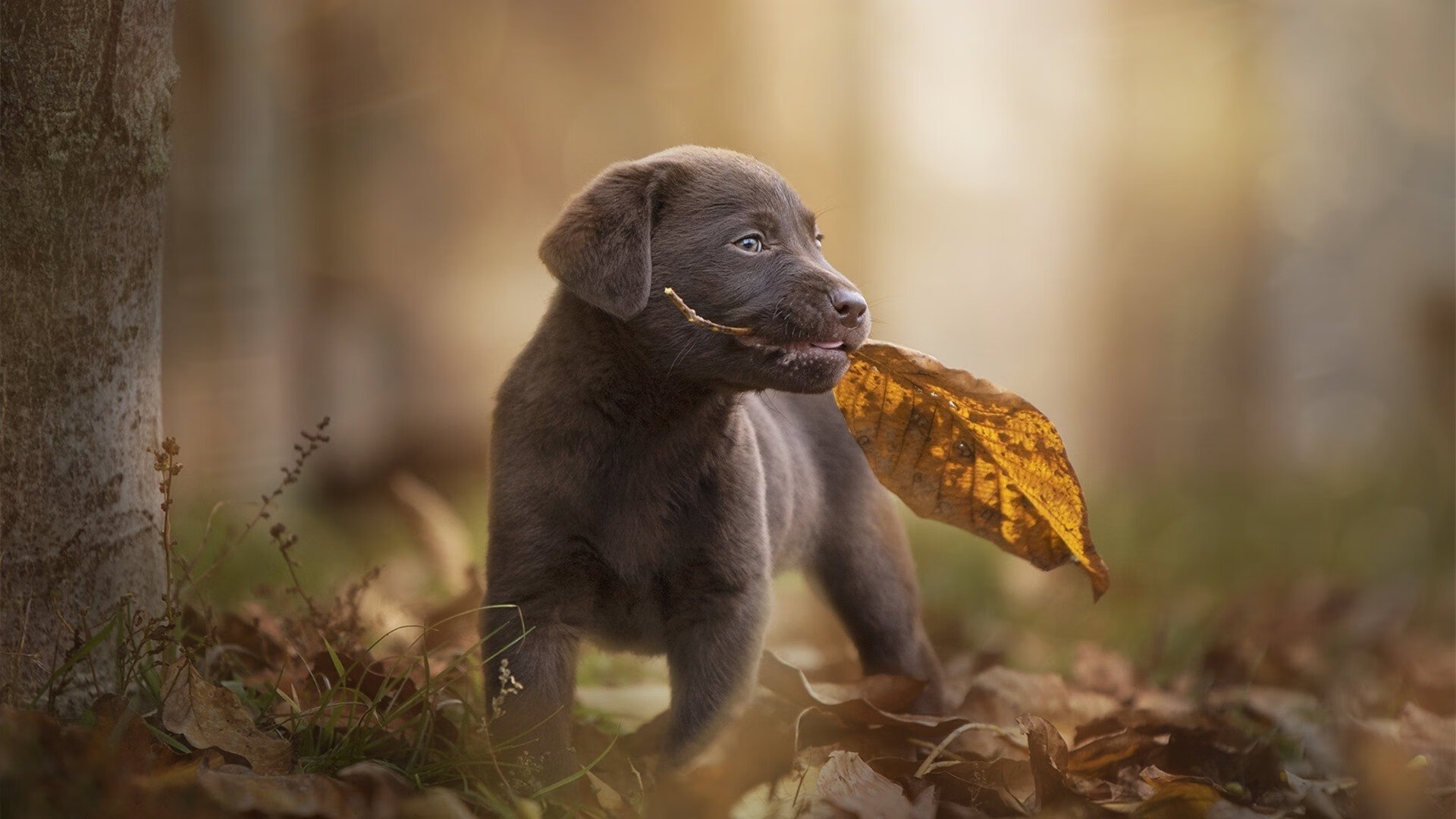 爱游戏tv-冷门与辉煌，拜仁不敌阿尔及利亚，福登高光引领胜利