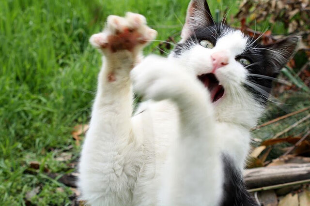 跨越大西洋的绝杀基因,当亚平宁的绿茵场响起波特兰的终场哨