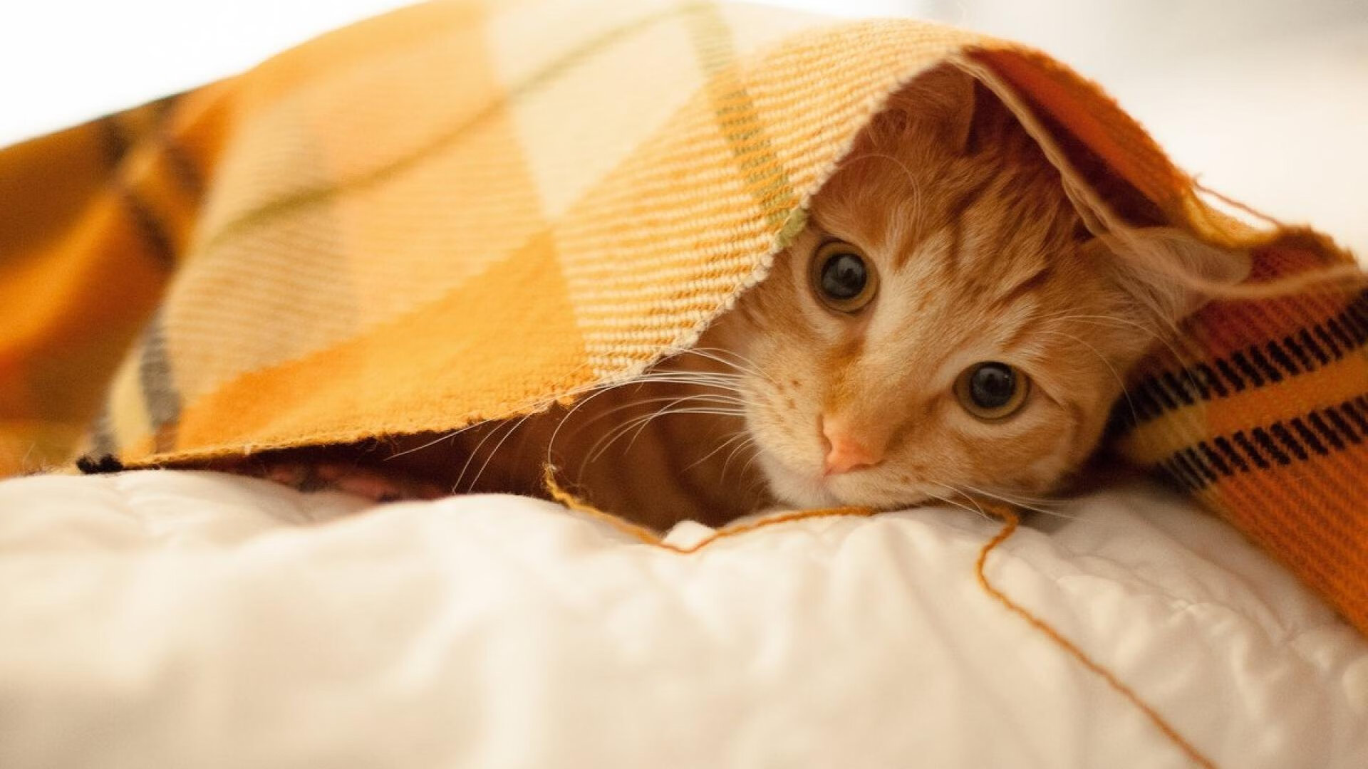 时空为他聚焦,美加墨之夜,恩佐如何成为天选之子