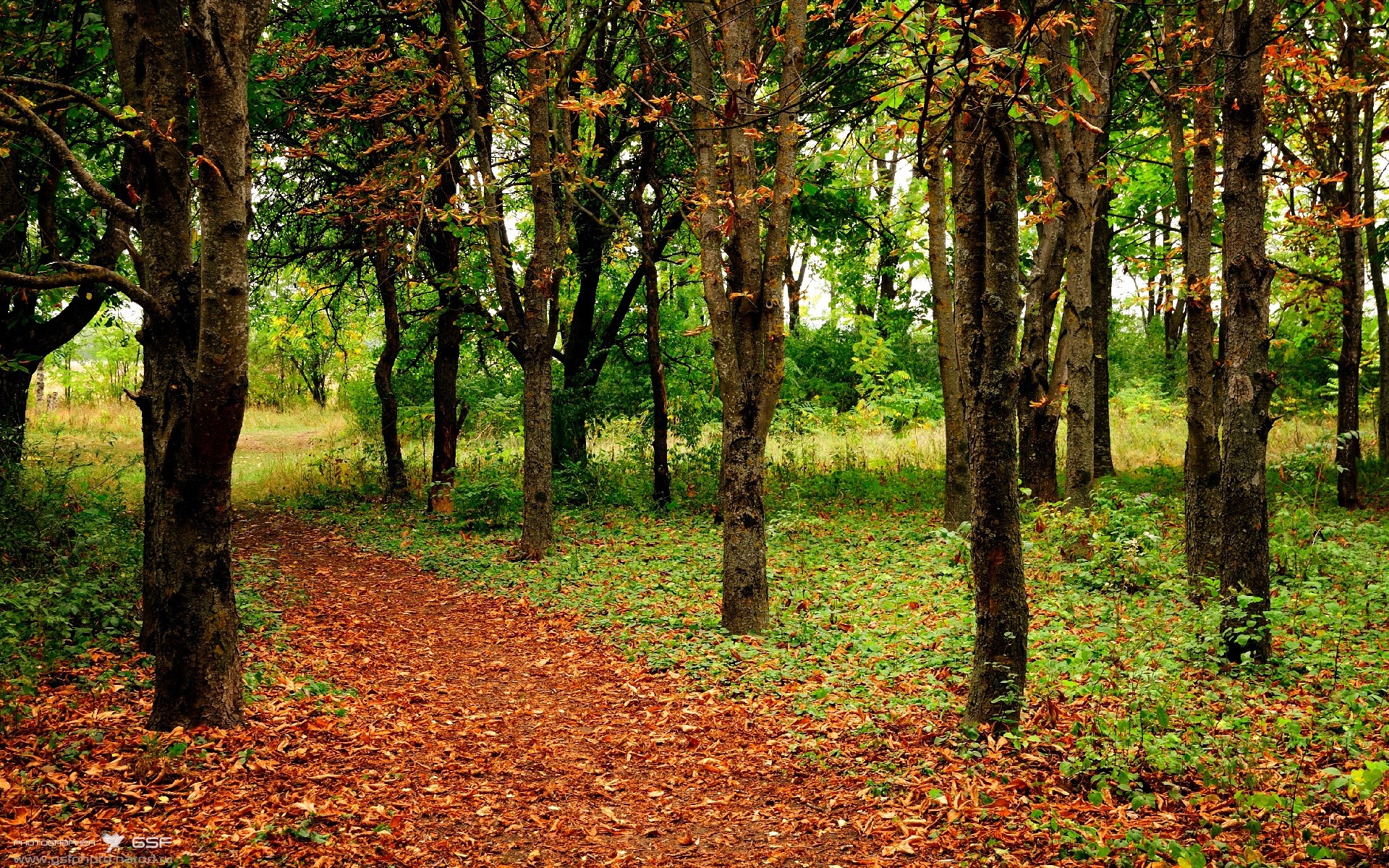 当森林狼咬碎爵士,武切维奇在欧洲接管比赛,赢下世界的方式