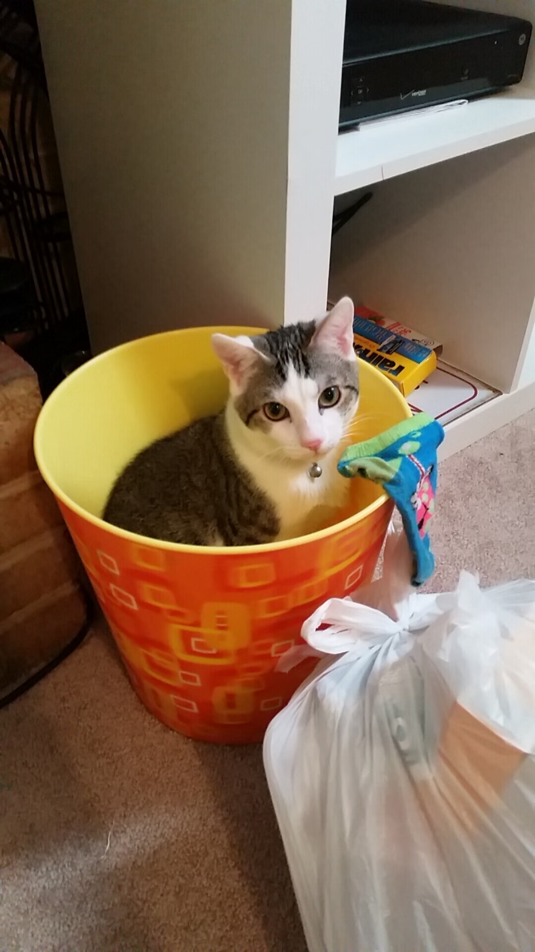 跨界巅峰战,莫兰特节奏魔术撕裂时空,凯尔特人血拼浙江队铸就传奇