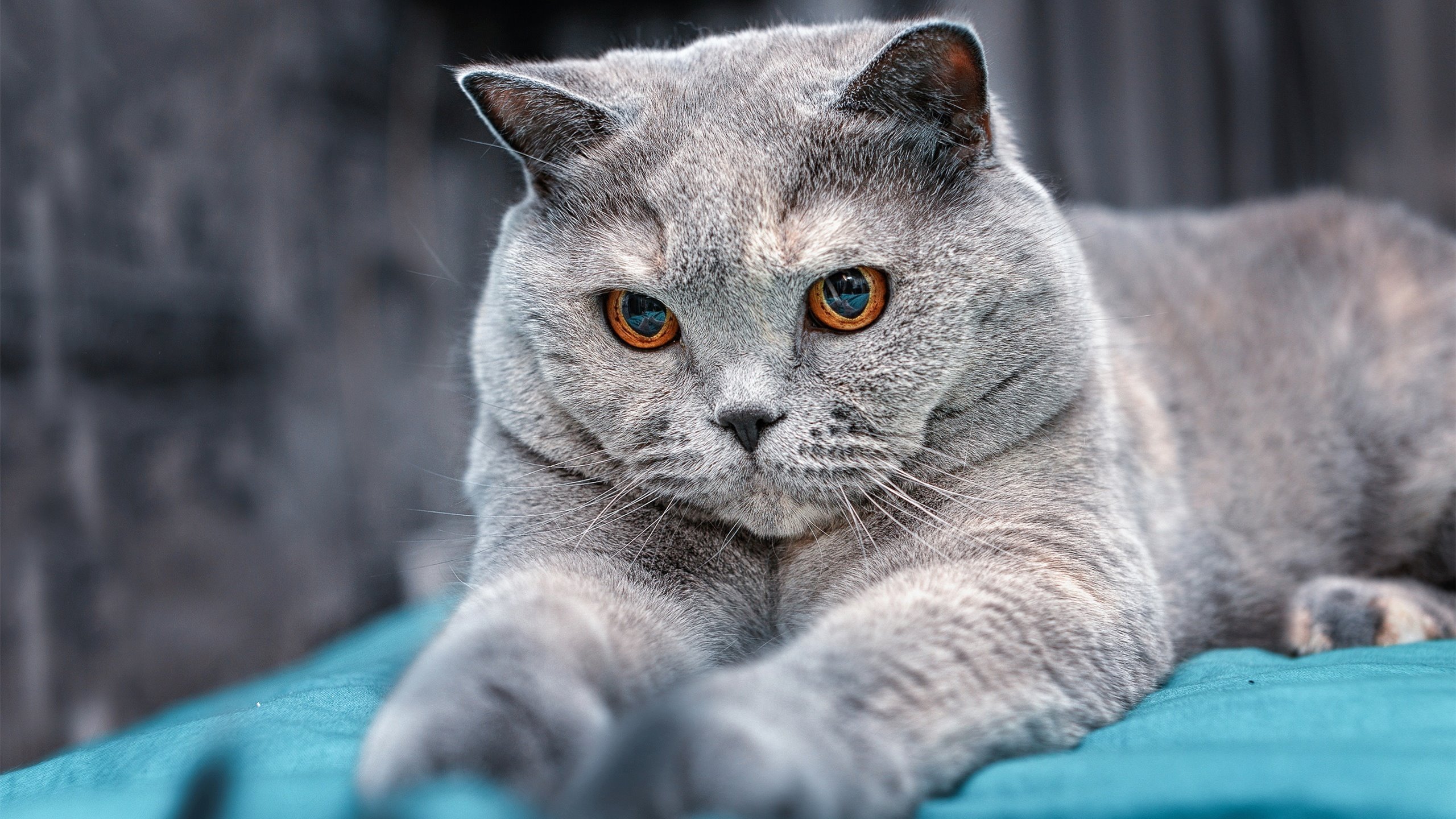 镜像时刻,当上海队险胜热火,杰伦·格林在欧冠半决赛接管比赛