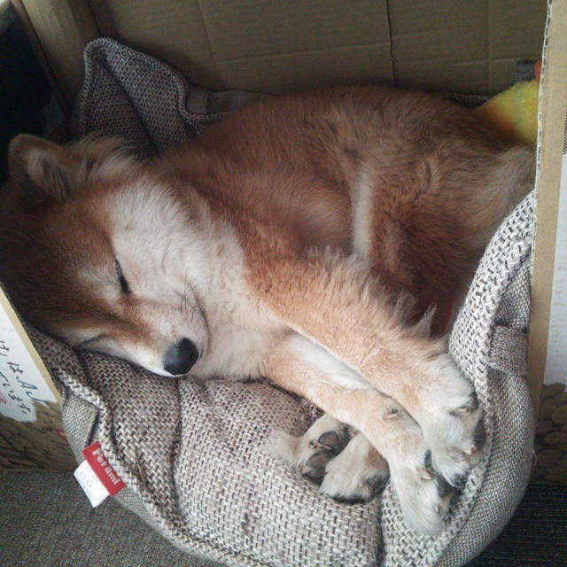 关键一击，加拿大如何在这场全球排名的焦点战中一波带走德国