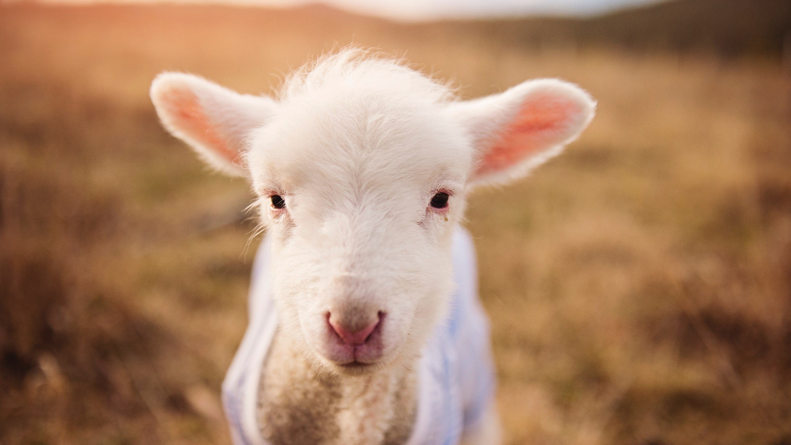 爱游戏在线-终场哨前的逆袭，法比尼奥一箭穿心，突尼斯从马赛主场偷走胜利