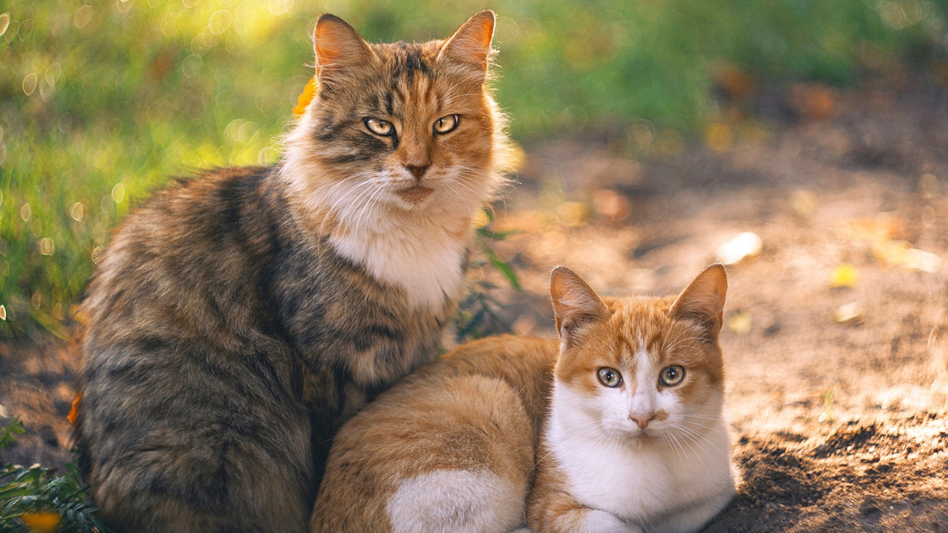 爱游戏下载-绝境中的王者，班凯罗西决生死战之夜的关键制胜传奇