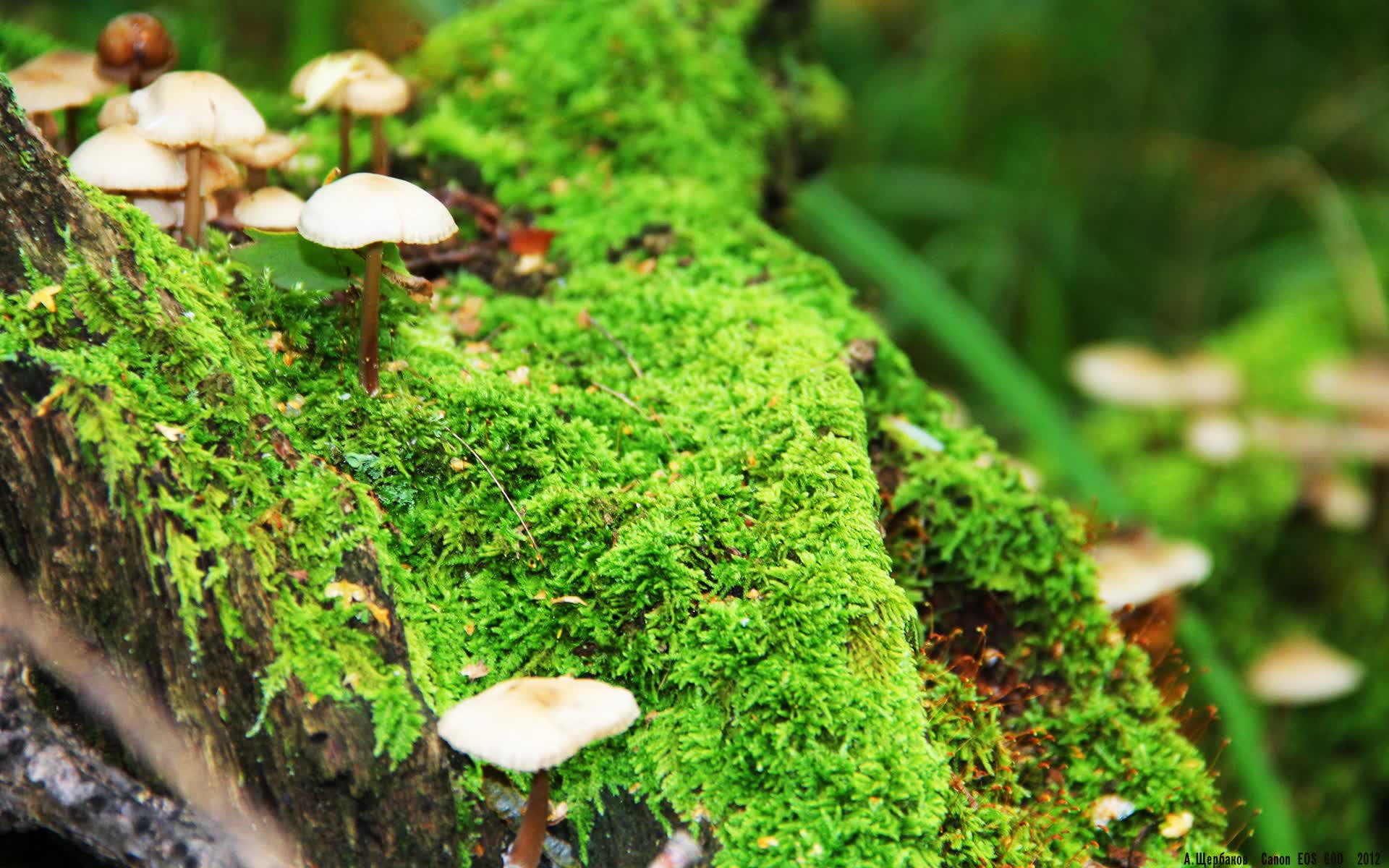 爱游戏入口-命运的90+5分钟，当格列兹曼的魔法与德国的钢铁意志在2026世界杯F组碰撞